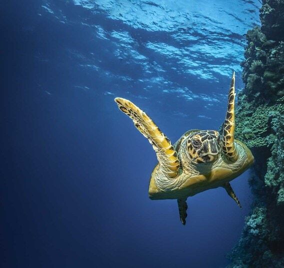 Turtle in the water